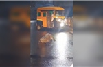 Cá sấu gây náo loạn trên đường phố Ấn Độ sau trận mưa lớn