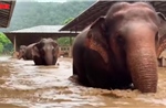 Giải cứu hàng trăm con voi do lũ lụt nghiêm trọng ở Chiang Mai