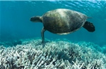 Báo động về tình trạng san hô tẩy trắng lan rộng toàn cầu do biến đổi khí hậu