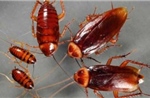 Australia: Thu giữ hơn 100.000 con gián ngoại lai