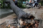 Hai người trọng thương do cây đổ ngang đường đè trúng