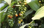 Nông dân lao đao vì hồ tiêu mất mùa