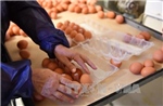 EC sẽ áp thuế đối với trứng nhập khẩu từ Ukraine