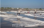 Nâng tầm giá trị hạt muối, gỡ khó cho diêm dân
