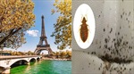 Nước Pháp ‘đau đầu’ xử lý vấn nạn rệp hoành hành ở Paris