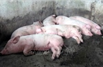 Dịch tả lợn châu Phi: Xử lý nghiêm trường hợp giấu dịch, bán chạy lợn bệnh