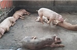 Quảng Ngãi: Phát hiện cơ sở thu mua lợn mắc dịch vận chuyển ra ngoài tỉnh tiêu thụ