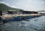 Kiên Giang: Ngành nuôi trồng thủy sản chủ động ứng phó với mùa mưa bão