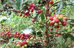 Đẩy mạnh tuần tra, phòng ngừa nạn trộm cắp cà phê