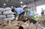 Đà Nẵng: Xử lý hơn 6 tấn hàng lậu nghi là ngà voi, vảy tê tê