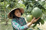Bưởi da xanh tăng giá trở lại