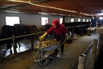 Hiệu quả kinh tế từ nuôi bò thịt