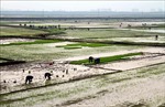 Nhiều diện tích lúa vụ Xuân ở Nghệ An chưa thể gieo cấy vì thiếu nước