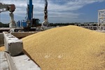 Slovakia và Ukraine nhất trí thiết lập hệ thống cấp phép cho việc mua bán ngũ cốc