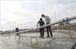 Khuyến cáo người nuôi tôm rải vụ để tránh thua lỗ