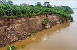 Sạt lở bờ sông Thao, nhiều diện tích đất canh tác bị cuốn trôi