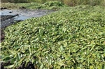 Ninh Thuận: Nguy cơ ô nhiễm từ việc đổ vỏ nha đam ra môi trường