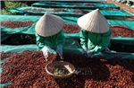 Bộ Công Thương hướng dẫn cụ thể về sử dụng bảng kê thu mua nguyên liệu