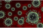 Phát hiện đặc tính mới khiến virus H5N1 dễ lây cho người