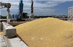 EU đồng ý giảm thuế nhập khẩu đối với nhiều sản phẩm nông sản Ukraine