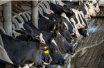 Mối lo về sản phẩm sữa tươi tại Mỹ khi bò sữa nhiễm cúm gia cầm H5N1 