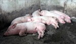 Thu giữ hơn 4 tấn sản phẩm động vật không đảm bảo an toàn thực phẩm