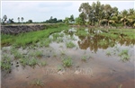 Hậu Giang: Sớm xác định nguyên nhân khiến lúa nhiễm mặn bất thường