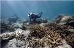 Báo động về tình trạng san hô tẩy trắng lan rộng toàn cầu