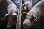 Hàn Quốc phát hiện trang trại đầu tiên nhiễm dịch tả lợn châu Phi