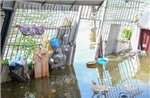 Cần Thơ: Sạt lở bờ sông Bình Thủy làm hư hại 10 căn nhà