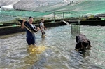 Lâm Đồng dẫn đầu cả nước về nuôi cá nước lạnh