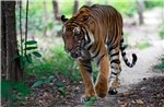 Chưa phát hiện dấu vết của hổ trong rừng tại xã Trường Sơn ở Quảng Bình