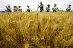 Thị trường ngũ cốc thế giới chịu sức ép khi nhu cầu tại Trung Quốc giảm