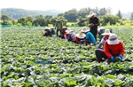Tỉnh Nam Jeolla thí điểm thuê lao động nông nghiệp thời vụ Việt Nam 