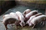 Thứ trưởng Phùng Đức Tiến: Xây dựng ngành chăn nuôi an toàn sinh học, đáp ứng thị trường xuất khẩu