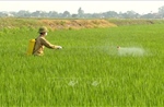 Khuyến cáo phòng trừ sinh vật gây hại, bảo vệ cây trồng vụ Đông Xuân