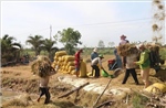 Tái cơ cấu sản xuất giúp cù lao Tân Phú Đông, Đồng Tháp khởi sắc