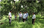 Phát triển hơn 3.300 ha xoài ở vùng kiểm soát lũ đầu nguồn sông Tiền