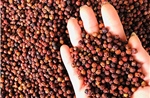Xuất khẩu hồ tiêu tăng 58% về giá trị