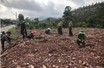 Đẩy nhanh tiến độ trồng rừng sau bão số 3