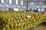 Tháo gỡ khó khăn trước thềm vụ thu hoạch sầu riêng