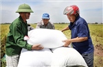 Bão số 1: Thái Bình khẩn trương thu hoạch lúa tránh bão