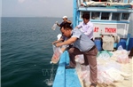Thả hơn 500.000 con giống ra biển tái tạo nguồn lợi thủy sản