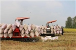 Thị trường nông sản: Giao dịch trầm lắng, nguồn cung cao vẫn là sức ép gạo Việt tuần qua