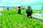 Định hướng của thị trường các mô hình kinh tế tập thể 