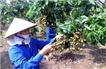 Phát triển vùng nhãn đặc sản Hưng Yên theo tiêu chuẩn VietGAP
