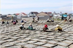 Trúng mùa cá, lao động phổ thông ở vùng biển Khánh Hòa có thêm thu nhập