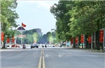 Hà Nội: Chặt hạ, dịch chuyển 24 cây xanh phục vụ thi công mở rộng đường Hùng Vương kéo dài