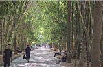 Rì rào tiếng tre Việt Nam giữa lòng Bắc Phi