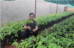 Khan hiếm nguồn cây giống ca cao